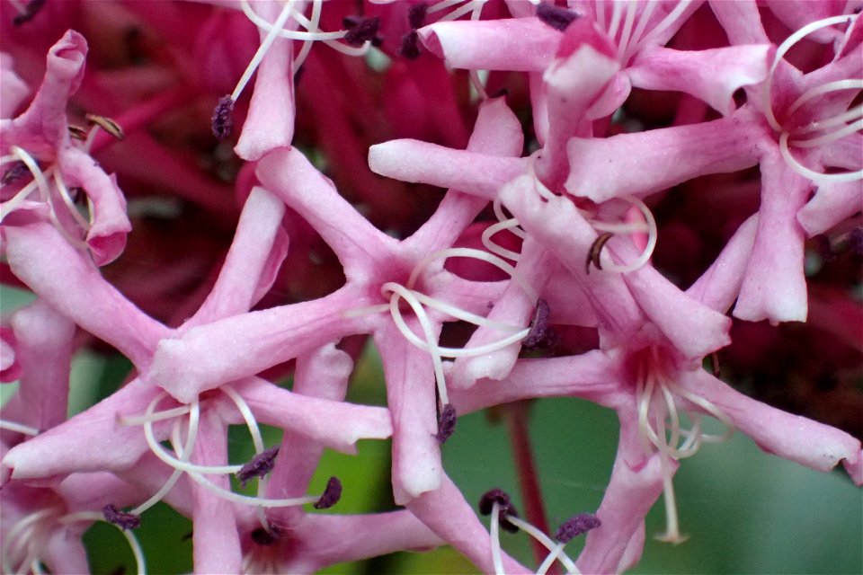 クサギ [臭木] [Clerodendrum trichotomum]