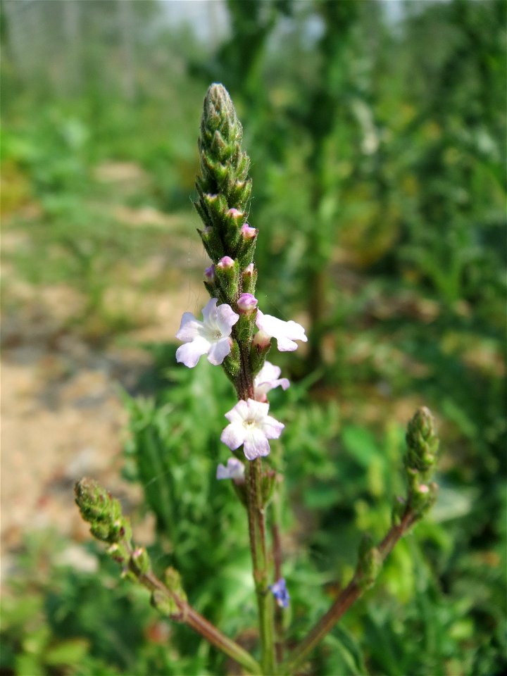 Echtes Eisenkraut (Verbena officinalis) auf einem Schuttplatz bei Neulußheim (Gemarkung Altlußheim)