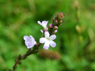 Echtes Eisenkraut (Verbena officinalis) in Hockenheim photo