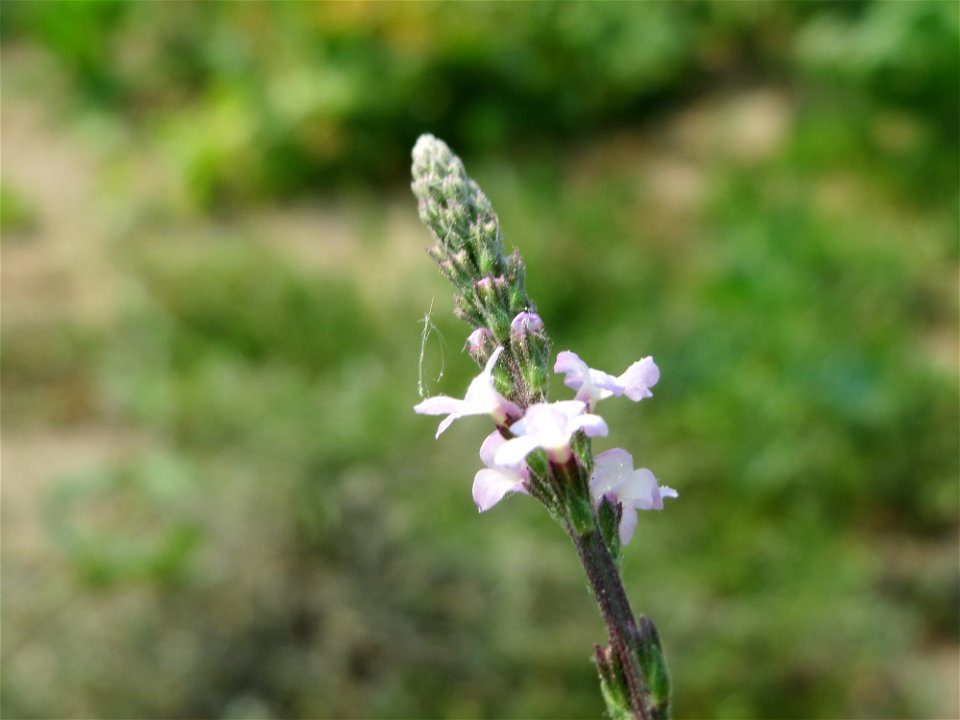 Echtes Eisenkraut (Verbena officinalis) auf einem Schuttplatz bei Neulußheim (Gemarkung Altlußheim)