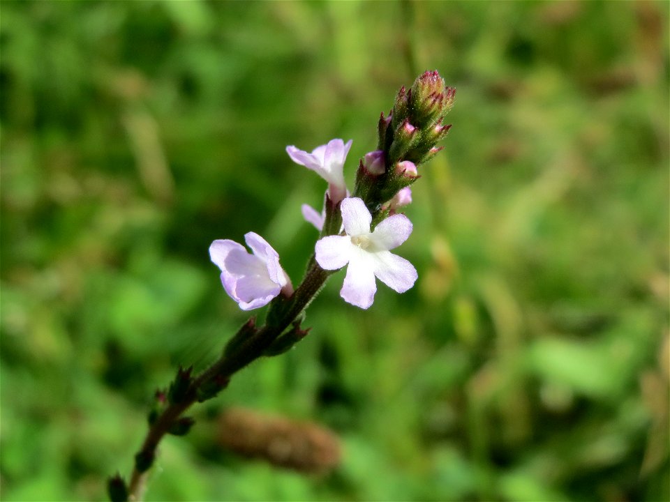 Echtes Eisenkraut (Verbena officinalis) in Hockenheim
