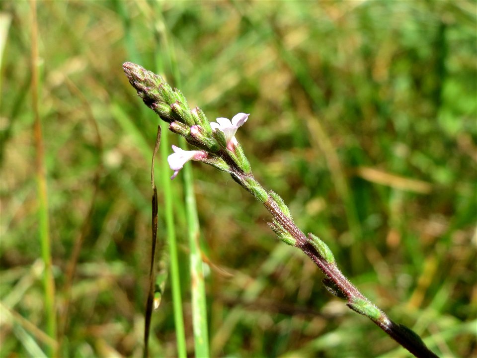 Echtes Eisenkraut (Verbena officinalis) am Geißböckelgraben bei Philippsburg