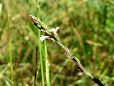 Echtes Eisenkraut (Verbena officinalis) am Geißböckelgraben bei Philippsburg
