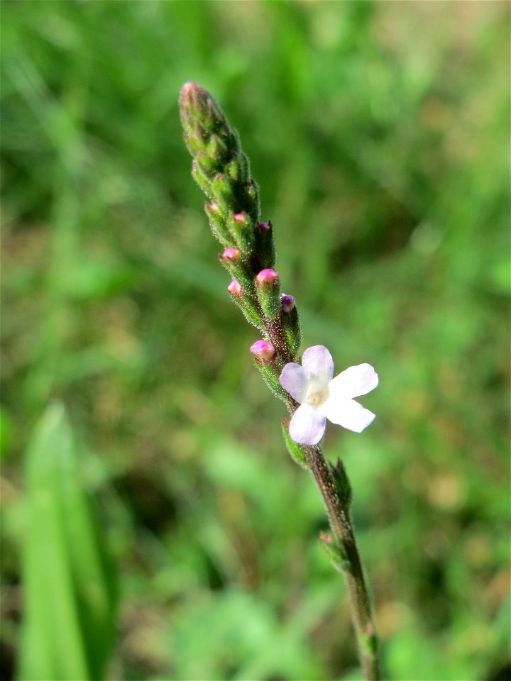 Echtes Eisenkraut (Verbena officinalis) in Saarbrücken