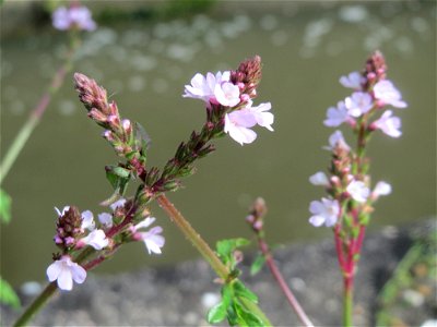 Echtes Eisenkraut (Verbena officinalis) in Hockenheim