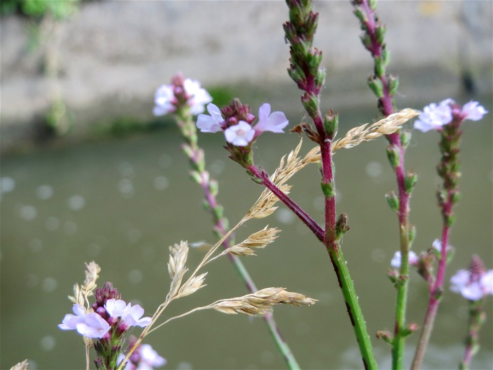 Echtes Eisenkraut (Verbena officinalis) in Hockenheim photo