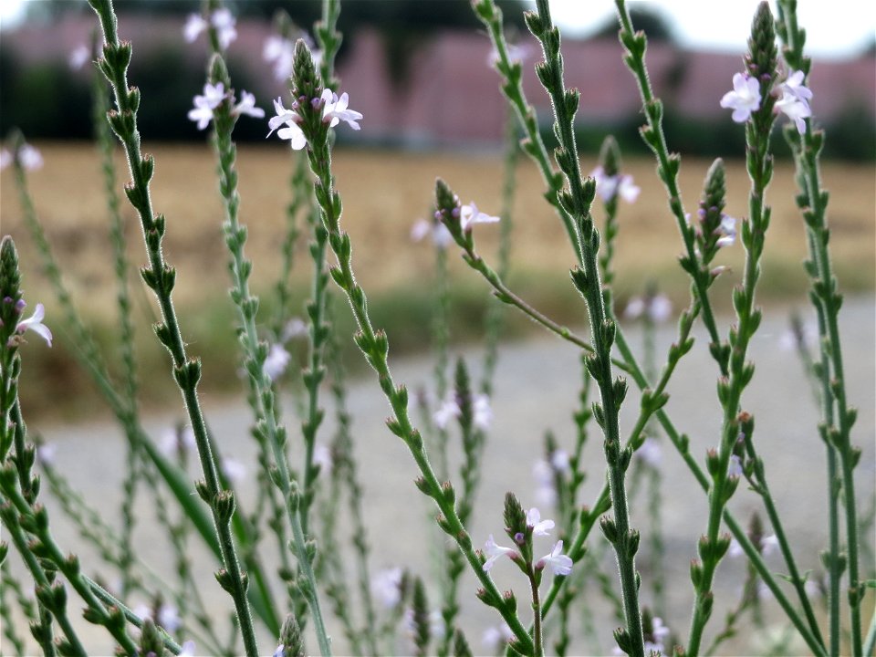 Echtes Eisenkraut (Verbena officinalis) in Hockenheim photo