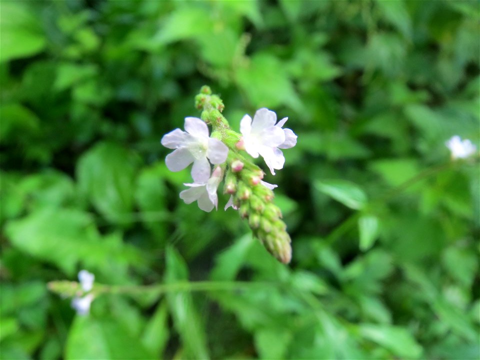Echtes Eisenkraut (Verbena officinalis) in Hockenheim
