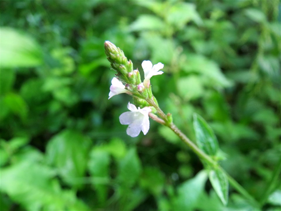 Echtes Eisenkraut (Verbena officinalis) in Hockenheim photo