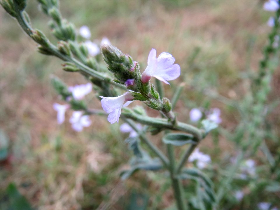 Echtes Eisenkraut (Verbena officinalis) bei Hockenheim photo