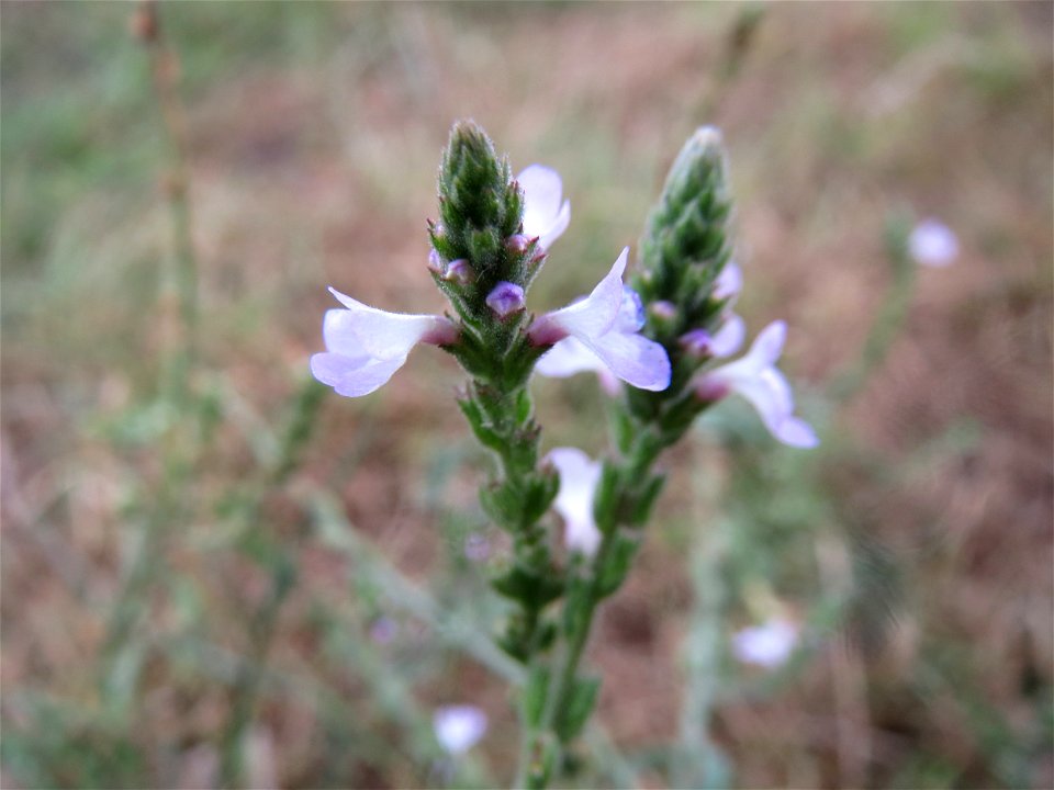 Echtes Eisenkraut (Verbena officinalis) bei Hockenheim