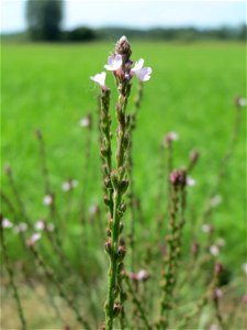 Echtes Eisenkraut (Verbena officinalis) in den Horststückern im Landschaftsschutzgebiet „Hockenheimer Rheinbogen“