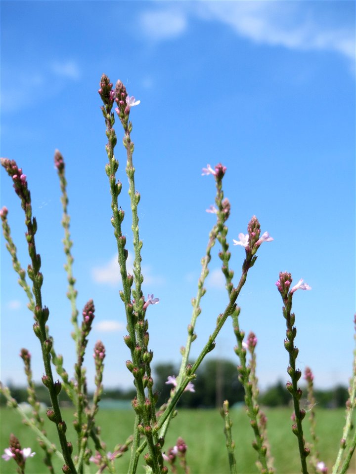 Echtes Eisenkraut (Verbena officinalis) in den Horststückern im Landschaftsschutzgebiet „Hockenheimer Rheinbogen“