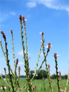 Echtes Eisenkraut (Verbena officinalis) in den Horststückern im Landschaftsschutzgebiet „Hockenheimer Rheinbogen“