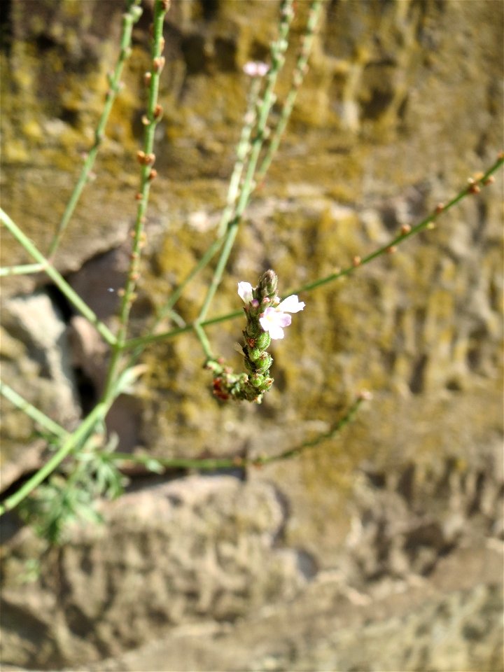 Ritzenbotanik: Echtes Eisenkraut (Verbena officinalis) an einer Stützmauer an der Saar in Saarbrücken