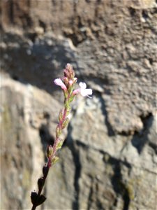 Ritzenbotanik: Echtes Eisenkraut (Verbena officinalis) an einer Stützmauer an der Saar in Saarbrücken photo