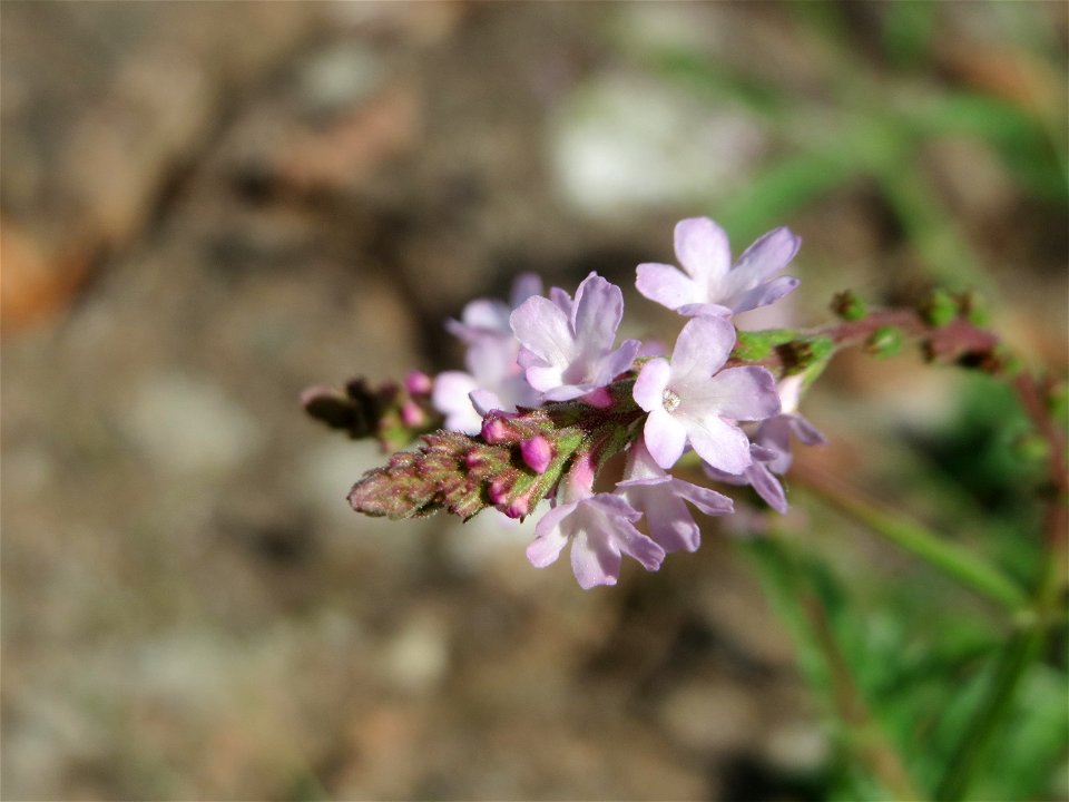Ritzenbotanik: Echtes Eisenkraut (Verbena officinalis) auf Pflasterstein in Hockenheim