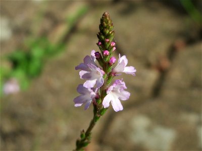 Ritzenbotanik: Echtes Eisenkraut (Verbena officinalis) auf Pflasterstein in Hockenheim