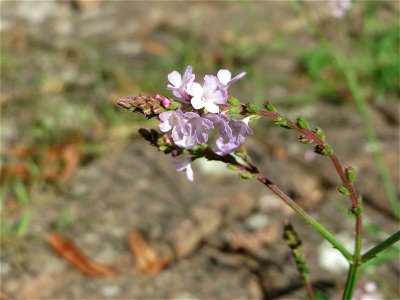 Ritzenbotanik: Echtes Eisenkraut (Verbena officinalis) auf Pflasterstein in Hockenheim photo