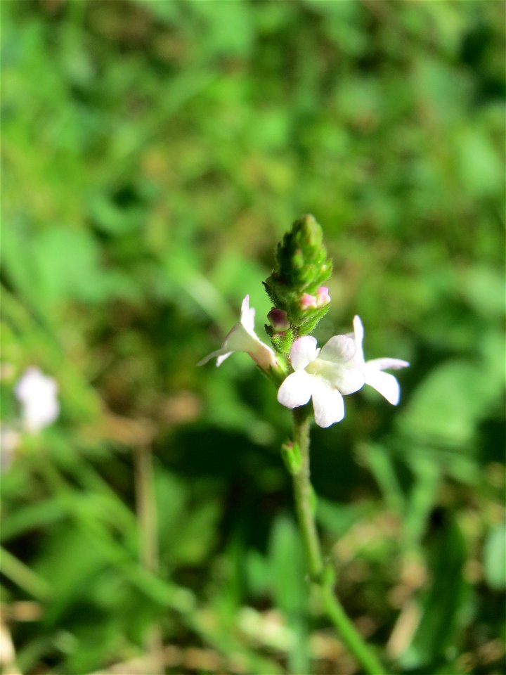 Echtes Eisenkraut (Verbena officinalis) in der Schwetzinger Hardt