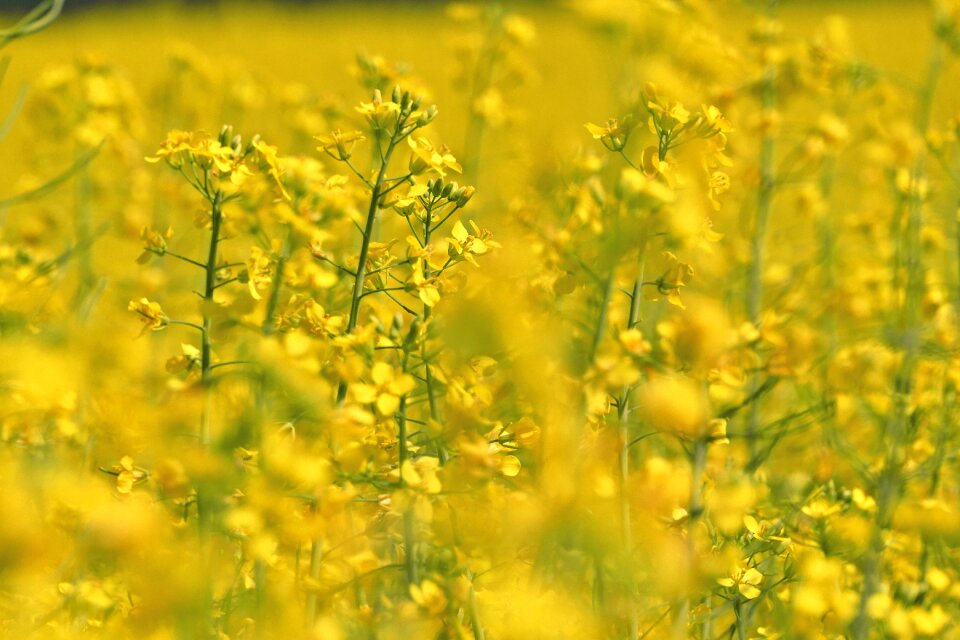 Cultivation commodity agriculture
