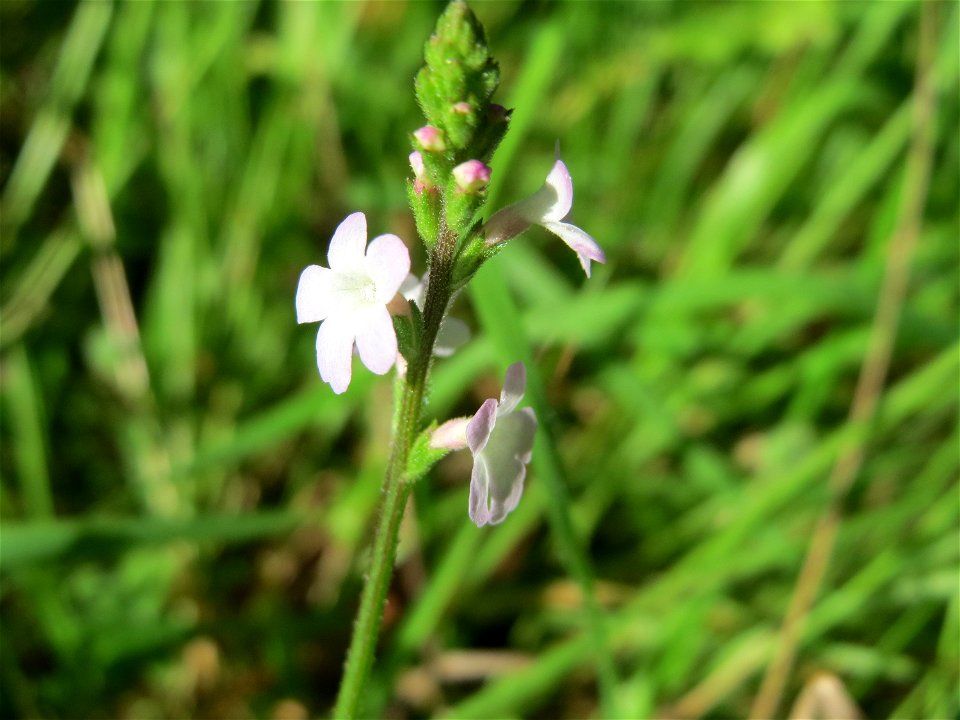Echtes Eisenkraut (Verbena officinalis) in der Schwetzinger Hardt