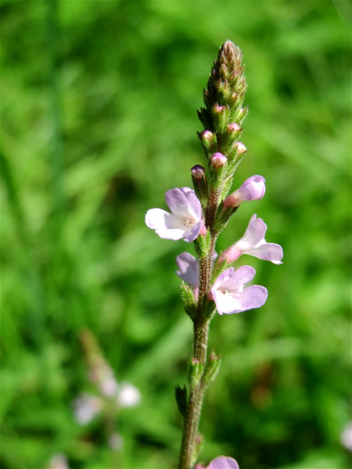 Echtes Eisenkraut (Verbena officinalis) in der Schwetzinger Hardt photo