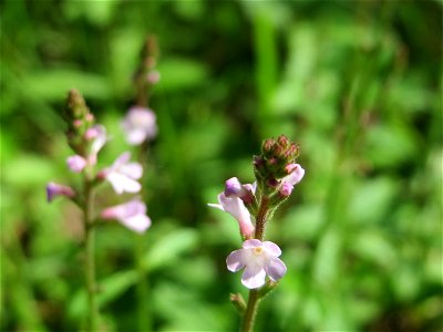 Echtes Eisenkraut (Verbena officinalis) in der Schwetzinger Hardt photo