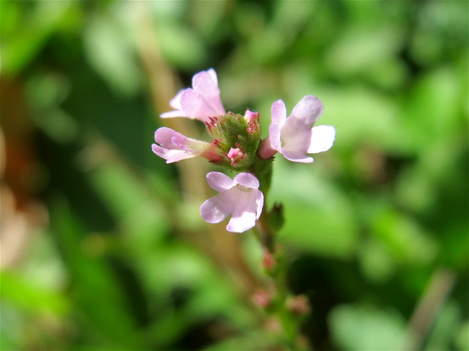 Echtes Eisenkraut (Verbena officinalis) in der Schwetzinger Hardt