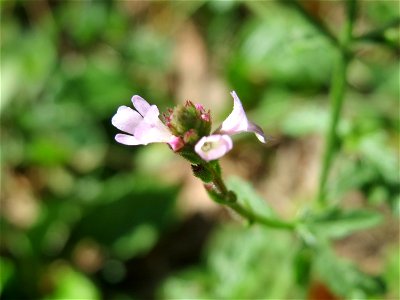 Echtes Eisenkraut (Verbena officinalis) in der Schwetzinger Hardt