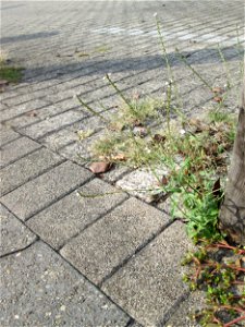 Echtes Eisenkraut (Verbena officinalis) in Schwetzingen