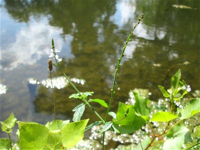 Echtes Eisenkraut (Verbena officinalis) am Großen Weiher im Schwetzinger Schlossgarten