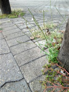 Echtes Eisenkraut (Verbena officinalis) in Schwetzingen