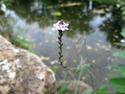 Echtes Eisenkraut (Verbena officinalis) an der Schleuse N° 30 bei Grosbliederstroff photo