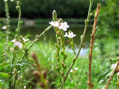 Echtes Eisenkraut (Verbena officinalis) an der Saar im Naturschutzgebiet "St. Arnualer Wiesen" photo