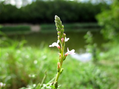 Echtes Eisenkraut (Verbena officinalis) an der Saar im Naturschutzgebiet "St. Arnualer Wiesen"