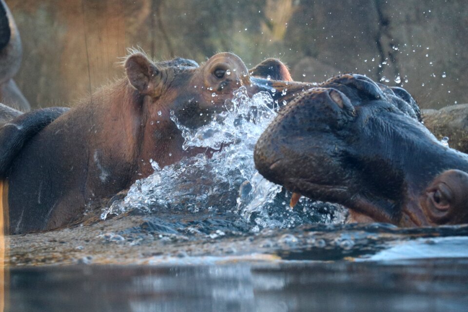 Fight water animals