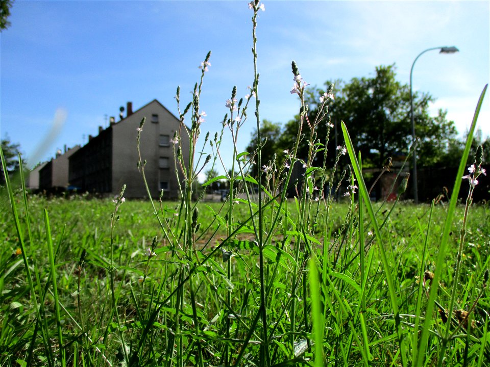 Echtes Eisenkraut (Verbena officinalis) in Brebach photo