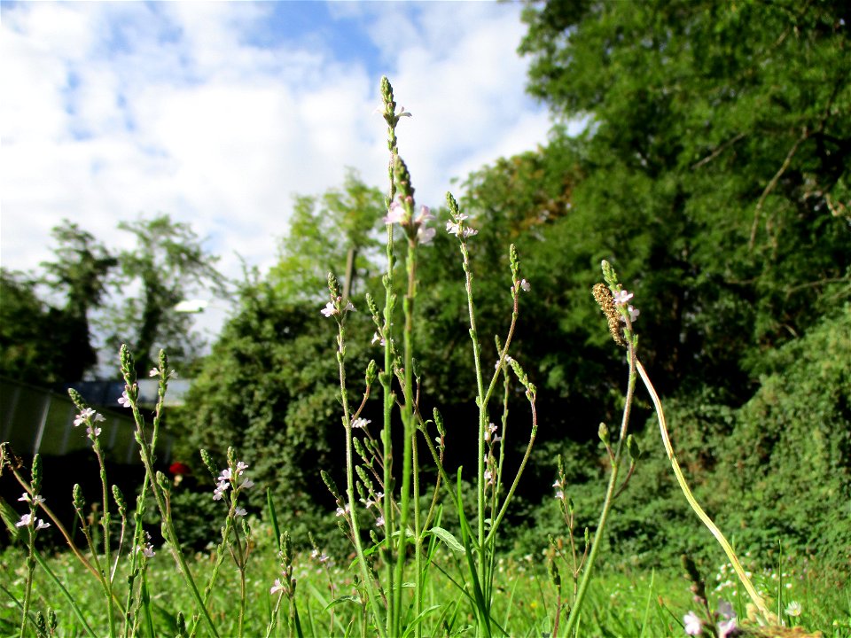 Echtes Eisenkraut (Verbena officinalis) in Brebach