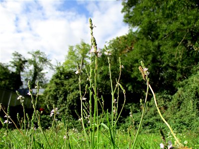 Echtes Eisenkraut (Verbena officinalis) in Brebach photo
