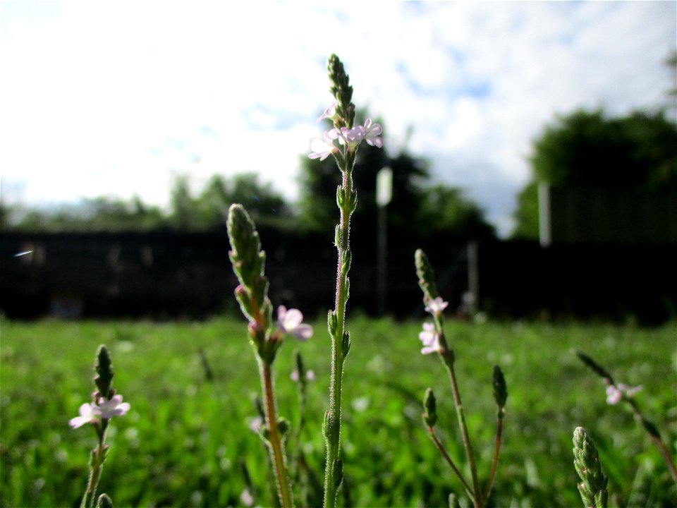 Echtes Eisenkraut (Verbena officinalis) in Brebach photo