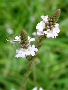 Verbena officinalis
