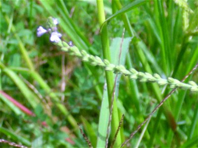 Verbena officinalis closeup, Sierra Madrona, Spain