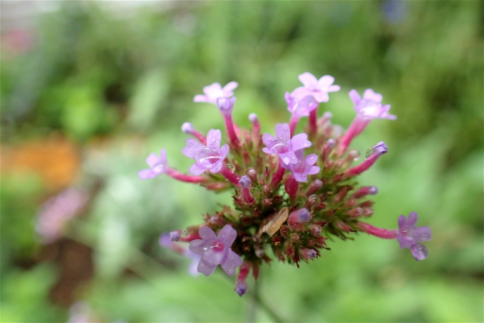 ヤナギハナガサ [サンジャク・バーベナ] [Verbena bonariensis]