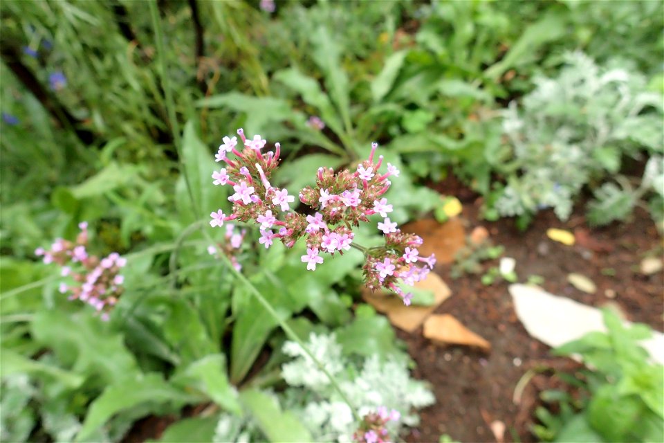 ヤナギハナガサ [サンジャク・バーベナ] [Verbena bonariensis]