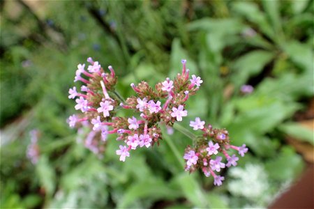 ヤナギハナガサ [サンジャク・バーベナ] [Verbena bonariensis]
