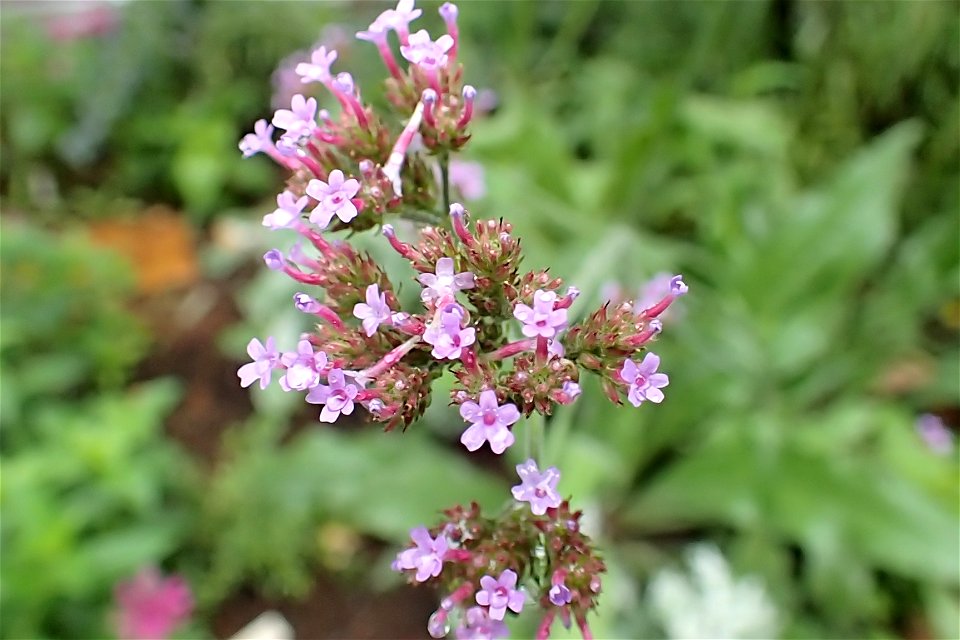 ヤナギハナガサ [サンジャク・バーベナ] [Verbena bonariensis]