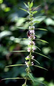 Self made picture of Leonurus cardiaca taken in Minnesota in July.