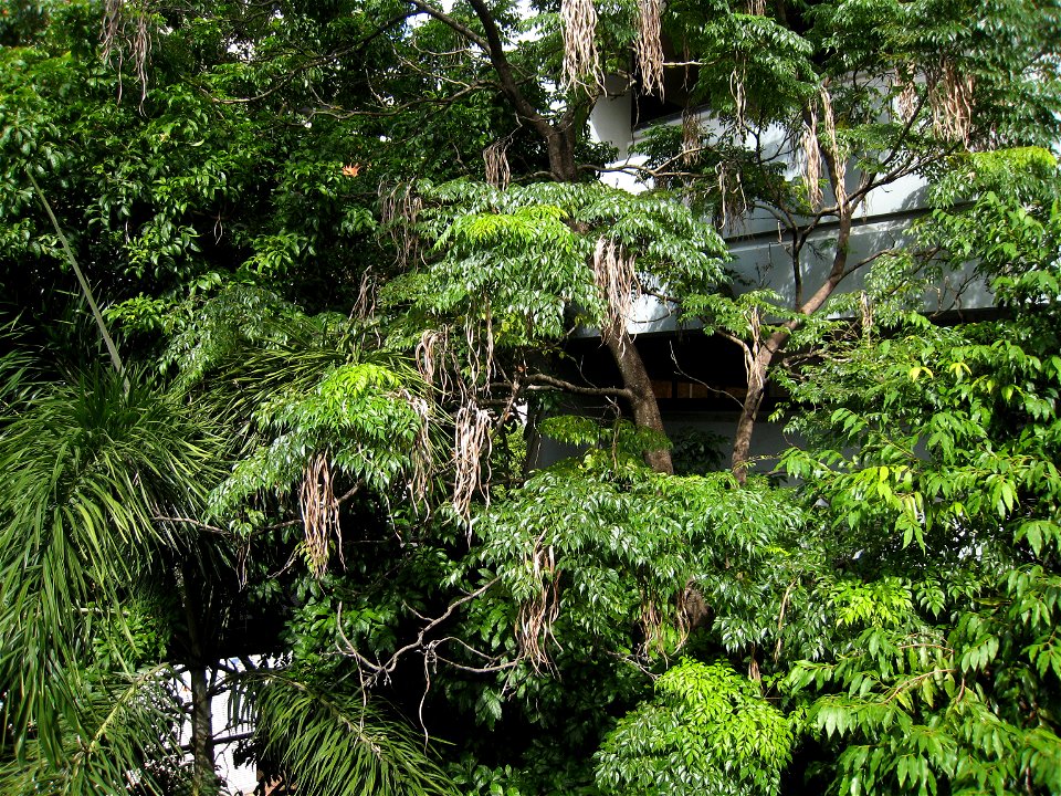 Between block M & the library. Radermachera sinica, China Doll tree, Serpent Tree, a native of China.