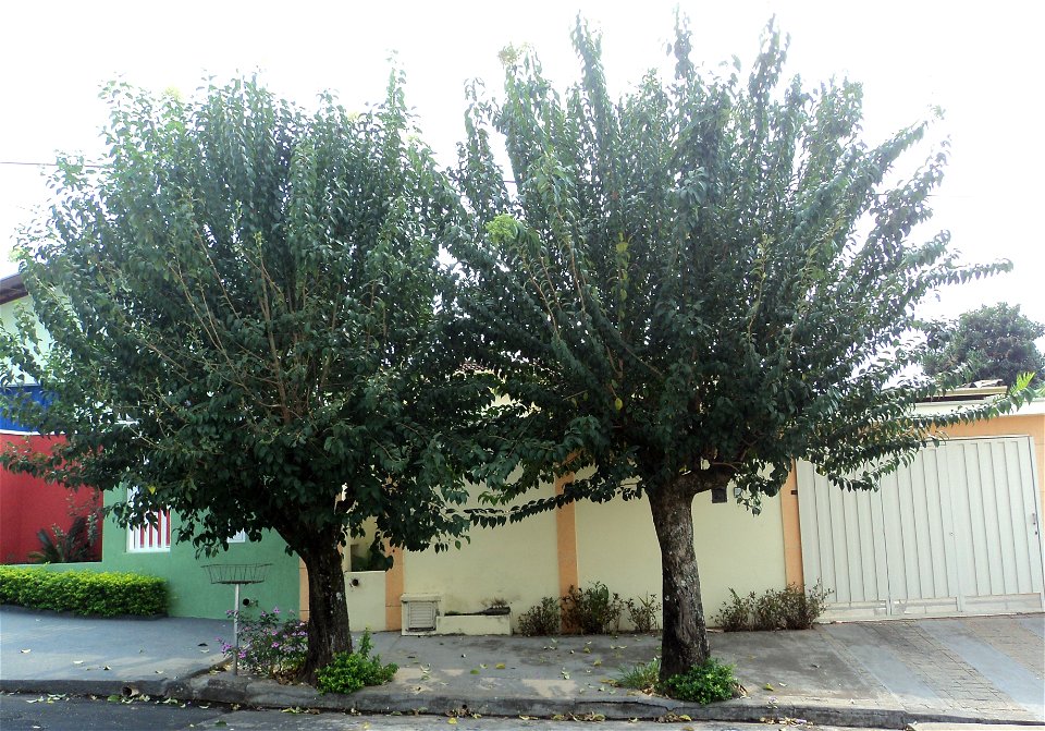 glossy privet, wax-leaf ligustrum, tree privet, wax-leaf privet